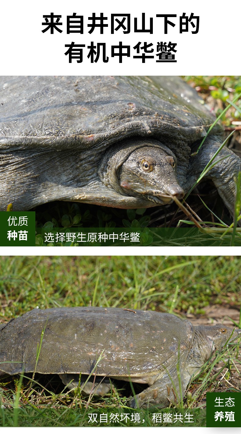 和萬(wàn)安|生態(tài)農(nóng)業(yè)|有機(jī)食品|綠色食品|稻田共養(yǎng)